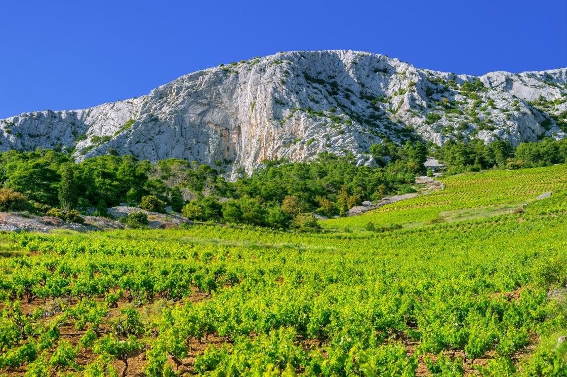 'Vineyards, southern coast of Hvar island, west of Sveta Nedjelja, Croatia' - Hvar